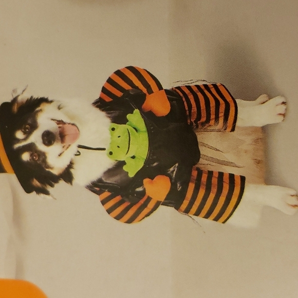 Hyde & EEK! Boutique™ Witch with Toy Frog Costume - Size M - Picture 8 of 8